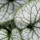 Illustration for article titled Incredible Photographs of Fractals Found in the Natural World